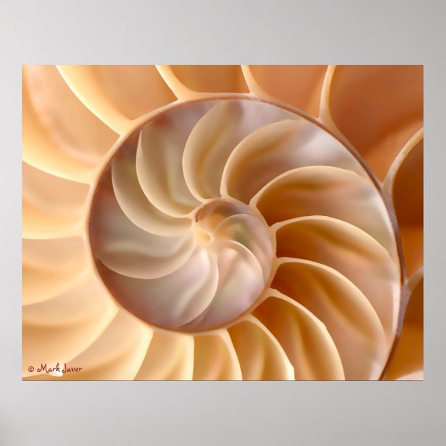 Seashell-arkitektur Poster (Framsidan)