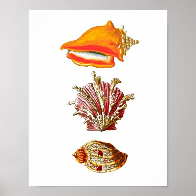 Seashell Art Skriv ut nr 10 Beach Wall Decor Poster (Framsidan)