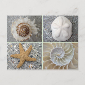 Seashell Collage Vykort