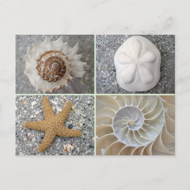 Seashell Collage Vykort (Framsida)