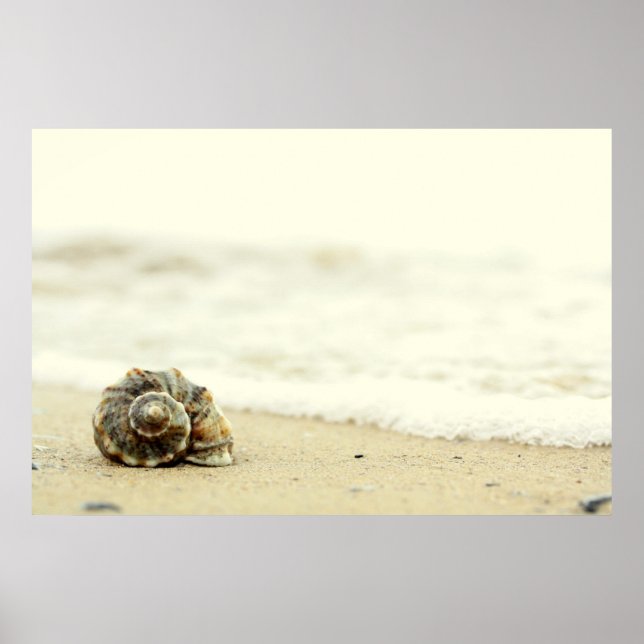 Seashell-Ensam på stranden Poster (Framsidan)