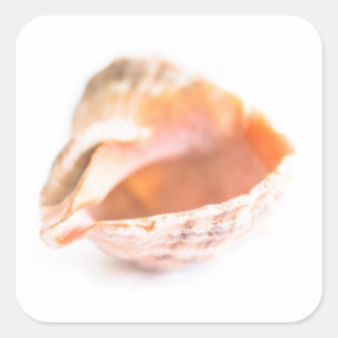 Seashell Fyrkantigt Klistermärke