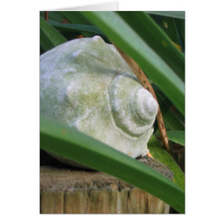 Seashell Hälsningskort