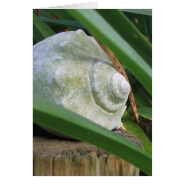 Seashell Hälsningskort (Framsidan)