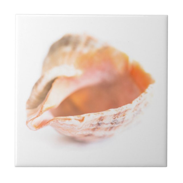 Seashell Kakelplatta (Framsidan)