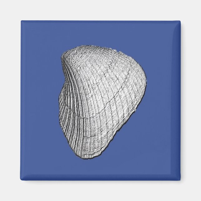 Seashell Magnet (Framsidan)