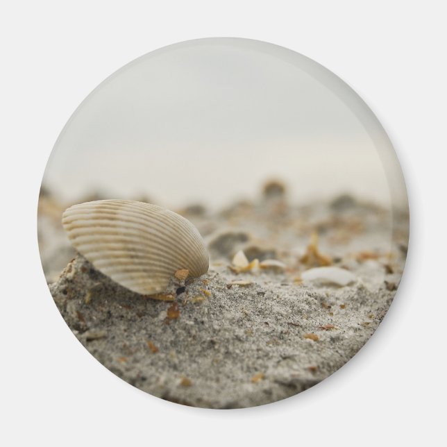 Seashell Magnet (Framsidan)