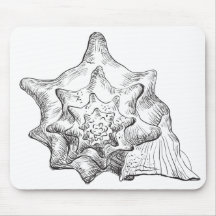 Seashell