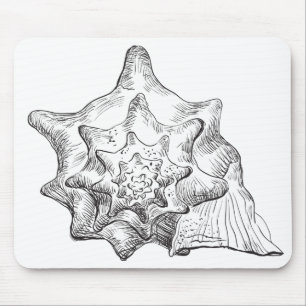 Seashell Musmatta