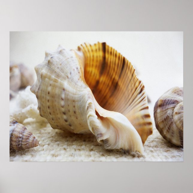Seashell, Nautical, Beach, Summer, Anpassningsbar Poster (Framsidan)