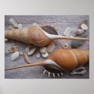 Seashell, Nautical, Beach, Summer, Anpassningsbar Poster