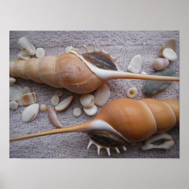 Seashell, Nautical, Beach, Summer, Anpassningsbar Poster (Framsidan)