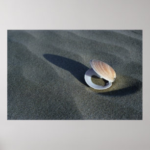 Seashell, Nya Zeeland Poster