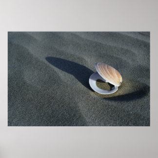 Seashell, Nya Zeeland Poster