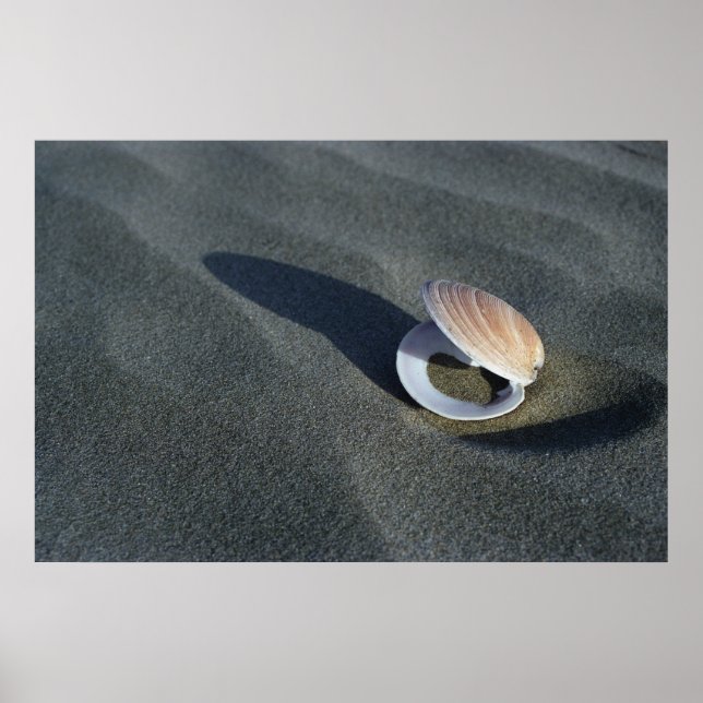 Seashell, Nya Zeeland Poster (Framsidan)