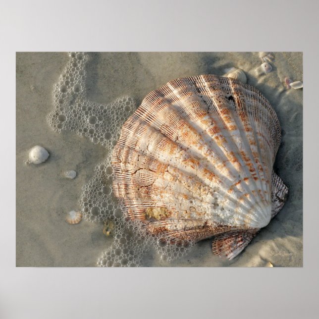 Seashell On The Beach Poster (Framsidan)