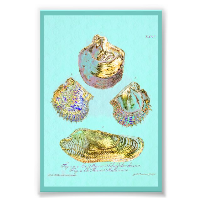 Seashell på Robins Egg Blue Fototryck (Framsidan)