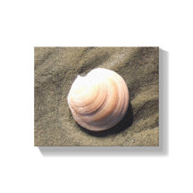 Seashell på Sand