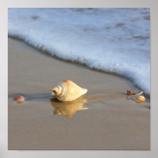Seashell på sand poster