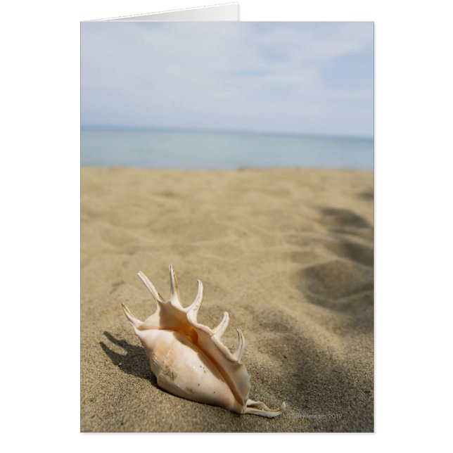 Seashell på sandstranden hälsningskort (Framsidan)