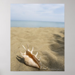 Seashell på sandstranden poster