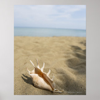 Seashell på sandstranden poster