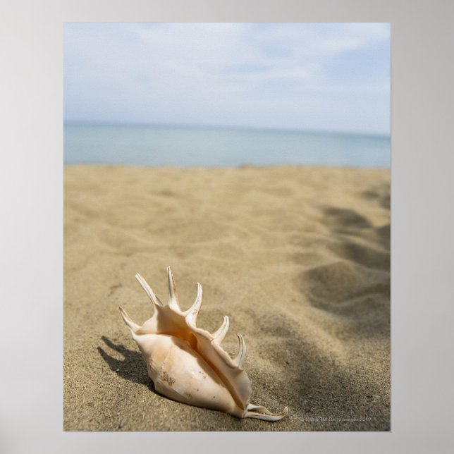 Seashell på sandstranden poster (Framsidan)