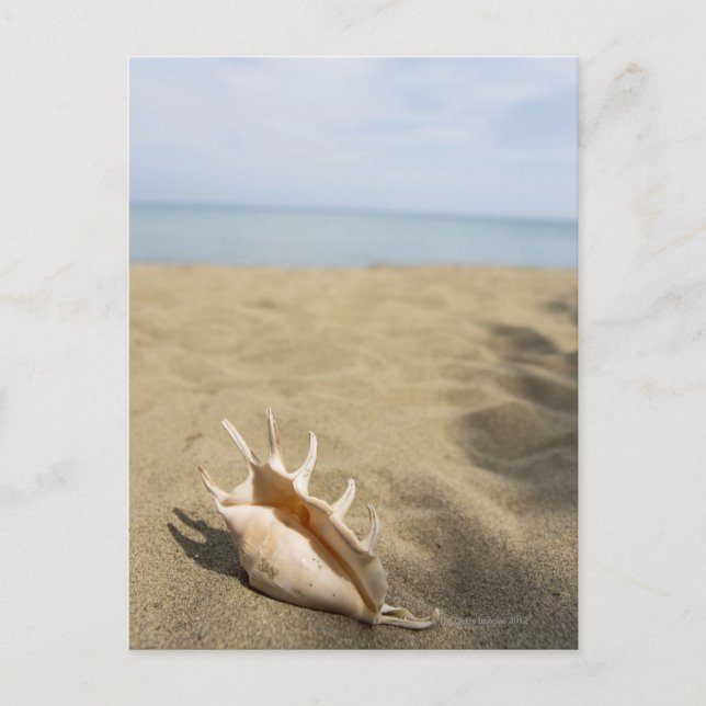 Seashell på sandstranden vykort (Framsida)