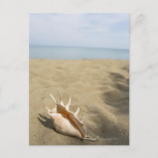 Seashell på sandstranden vykort