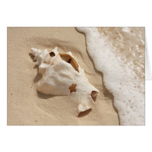 Seashell på stranden ön Grand Turk-Karibien Hälsningskort