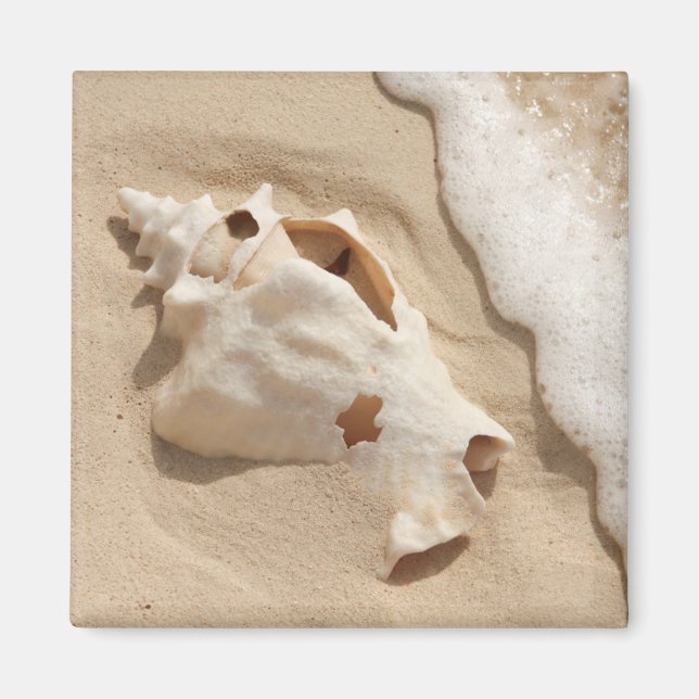 Seashell på stranden | ön Grand Turk-Karibien Magnet (Framsidan)