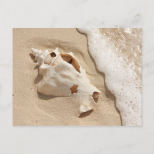Seashell på stranden ön Grand Turk-Karibien Vykort