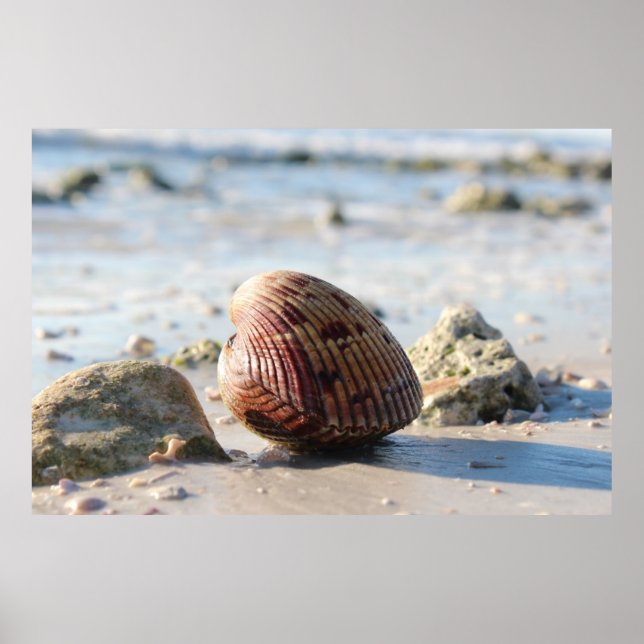 Seashell på stranden poster (Framsidan)