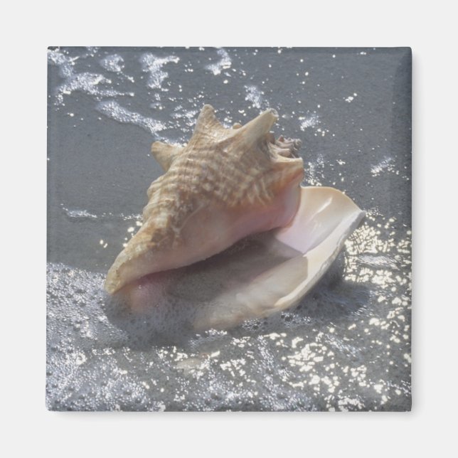 Seashell på stranden | Sanibel Island, Florida Magnet (Framsidan)