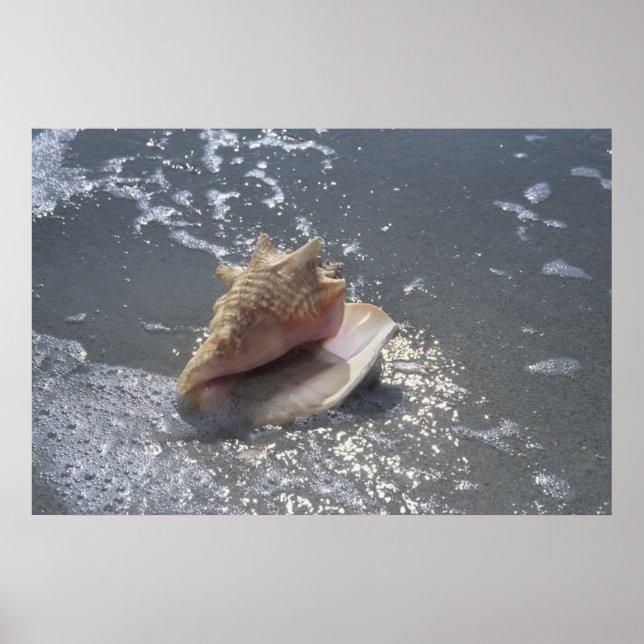 Seashell på stranden | Sanibel Island, Florida Poster (Framsidan)