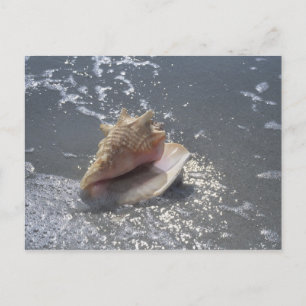 Seashell på stranden Sanibel Island, Florida Vykort