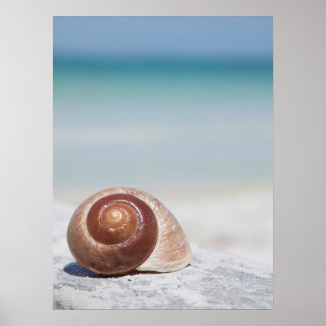 Seashell på stranden | Sankt Petersburg, Fl Poster (Framsidan)