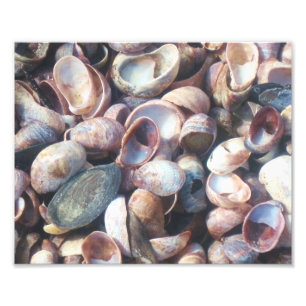 Seashell Photo Print Fototryck