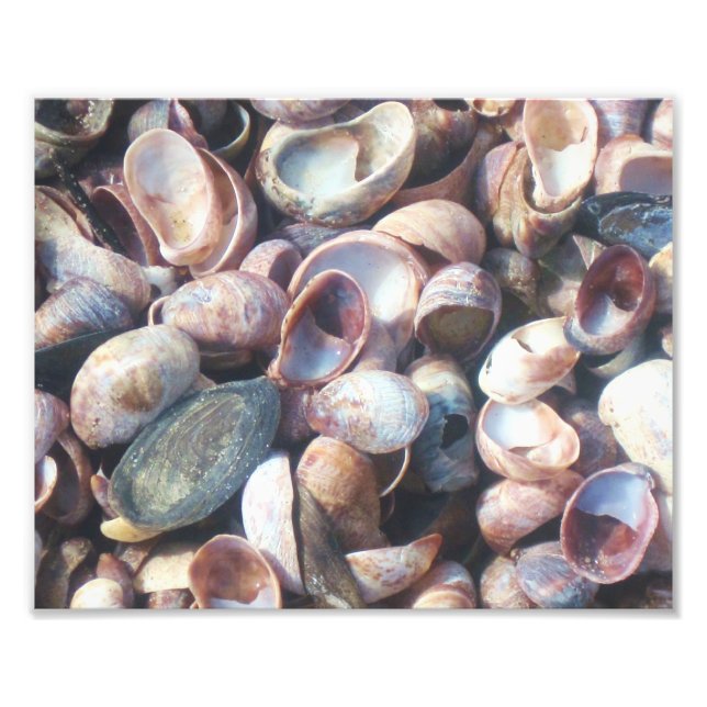 Seashell Photo Print Fototryck (Framsidan)