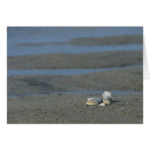 Seashell Pile OBS Kort