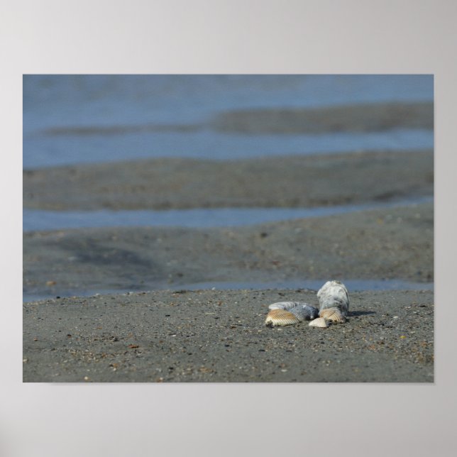 Seashell Pile Poster (Framsidan)