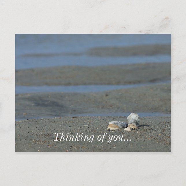 Seashell Pile Vykort (Framsida)