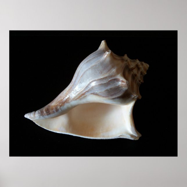 Seashell Poster (Framsidan)