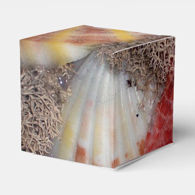 Seashell Presentaskar (Baksidan Sidan)