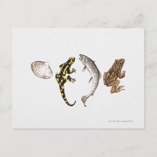 Seashell, Salamander, Salmon Vykort