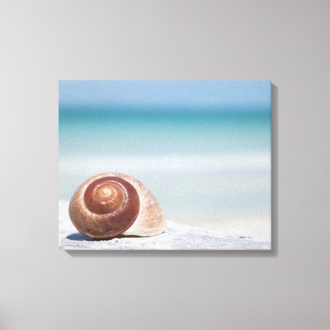 Seashell | Sankt Petersburg, Florida Canvastryck (Framsida)