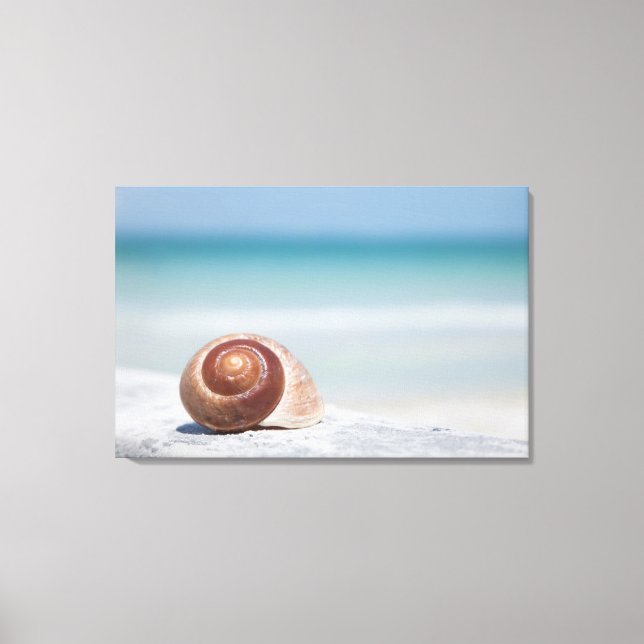 Seashell | Sankt Petersburg, Florida Canvastryck (Framsida)