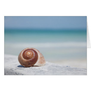 Seashell Sankt Petersburg, Florida Hälsningskort