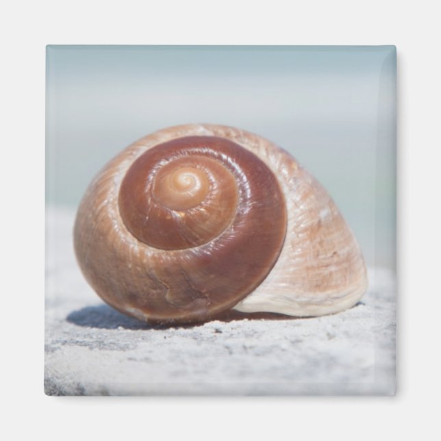 Seashell | Sankt Petersburg, Florida Magnet (Framsidan)
