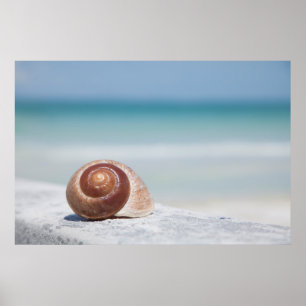 Seashell Sankt Petersburg, Florida Poster